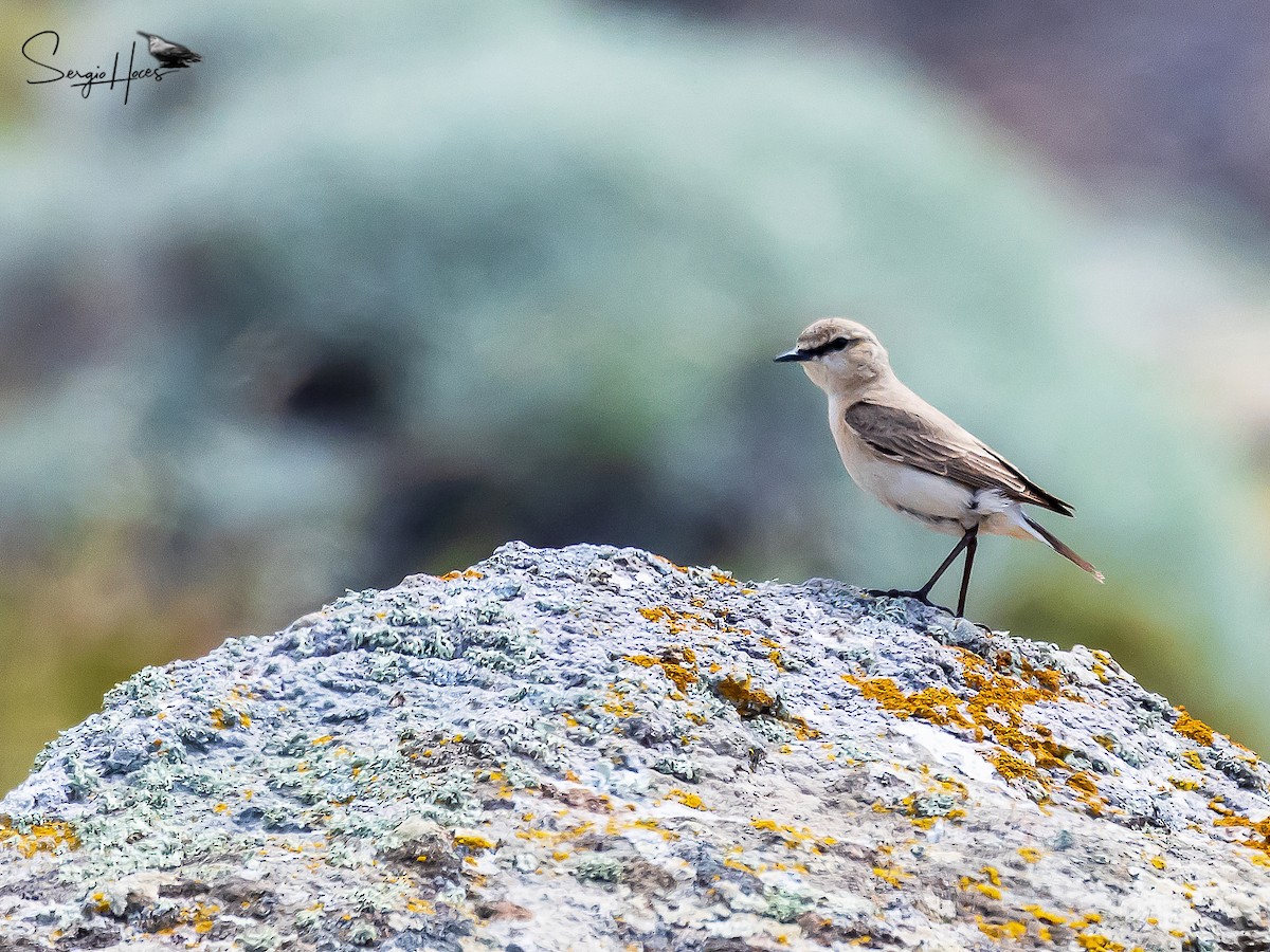 bělořit plavý - ML639866170