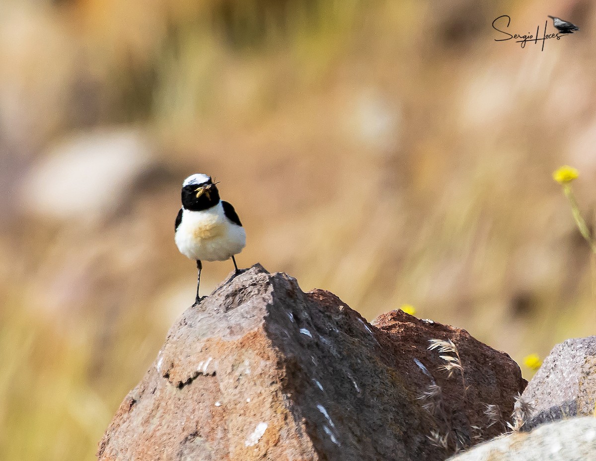 bělořit škraboškový - ML639866183