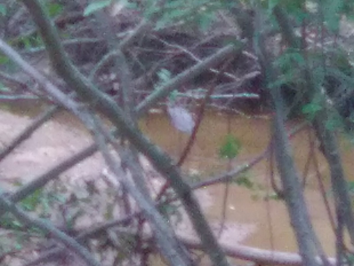 Great Blue Heron - ML639866185