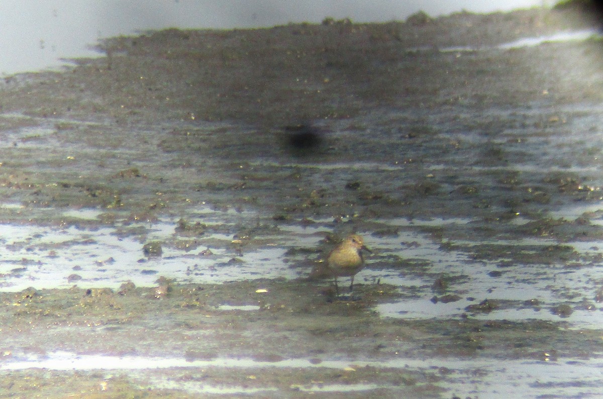 Temminck's Stint - ML639866195