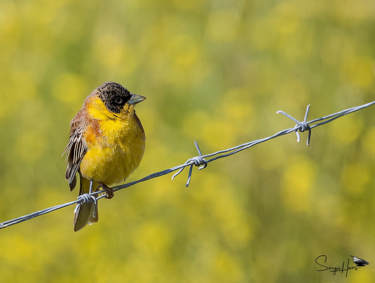 strnad černohlavý - ML639866196