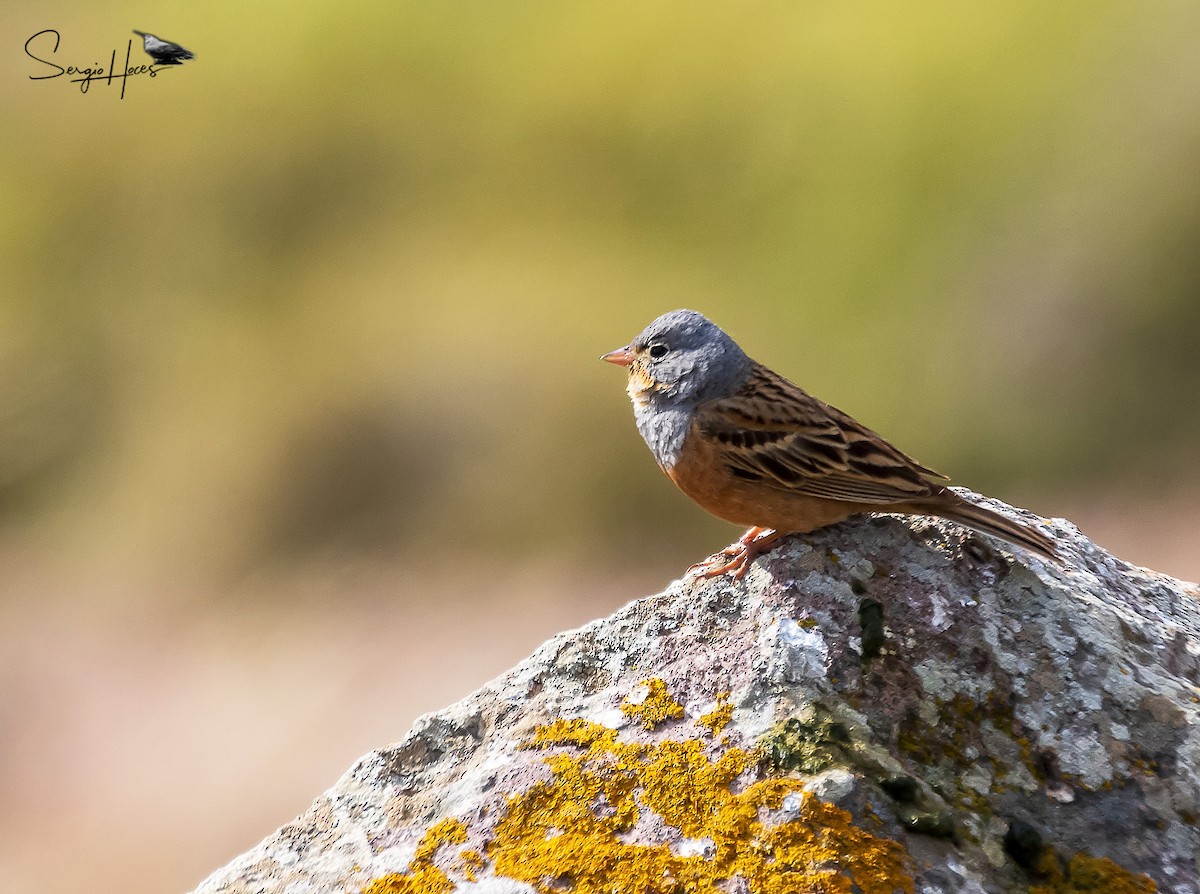 strnad šedokrký - ML639866210