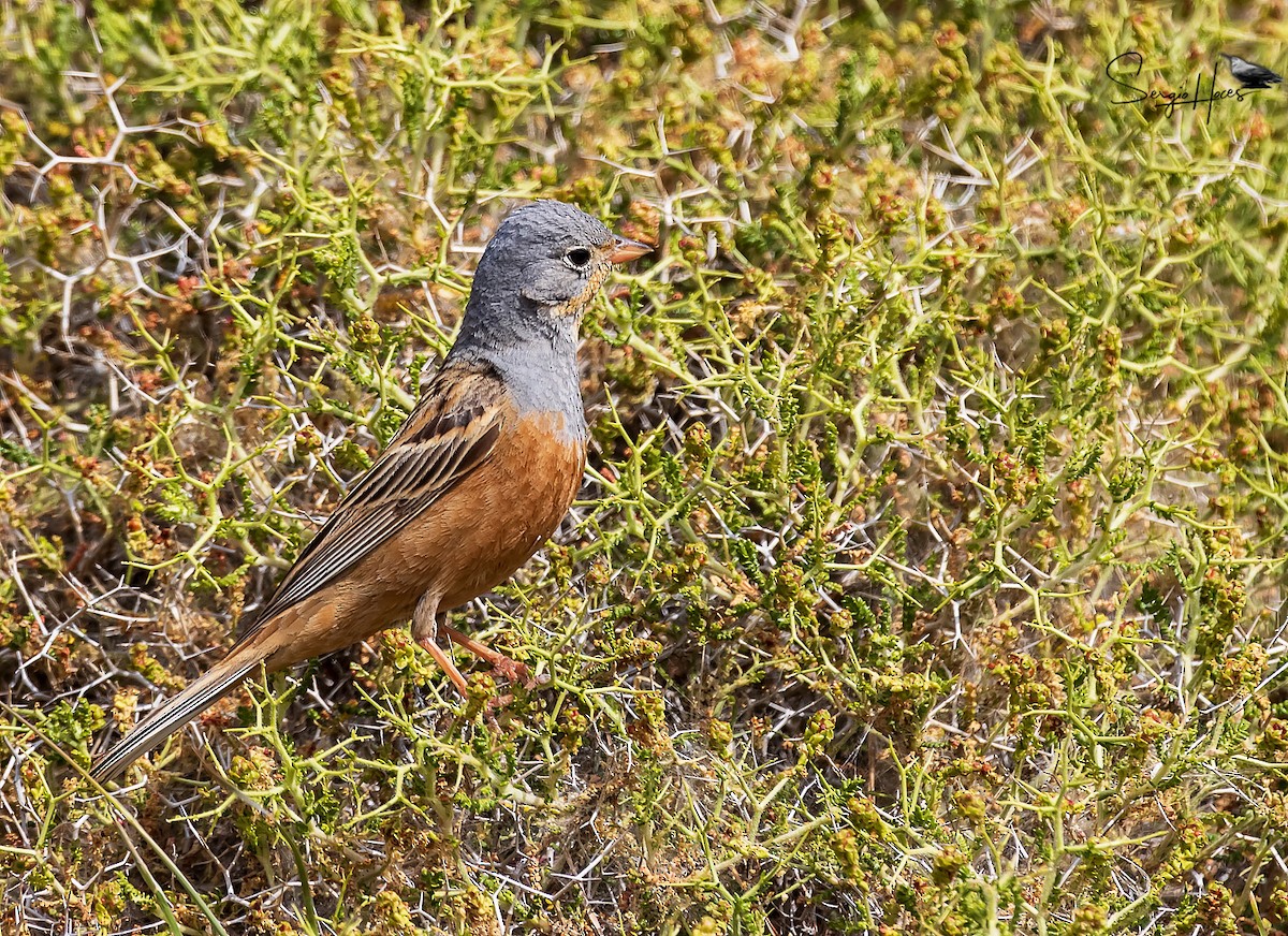 strnad šedokrký - ML639866226