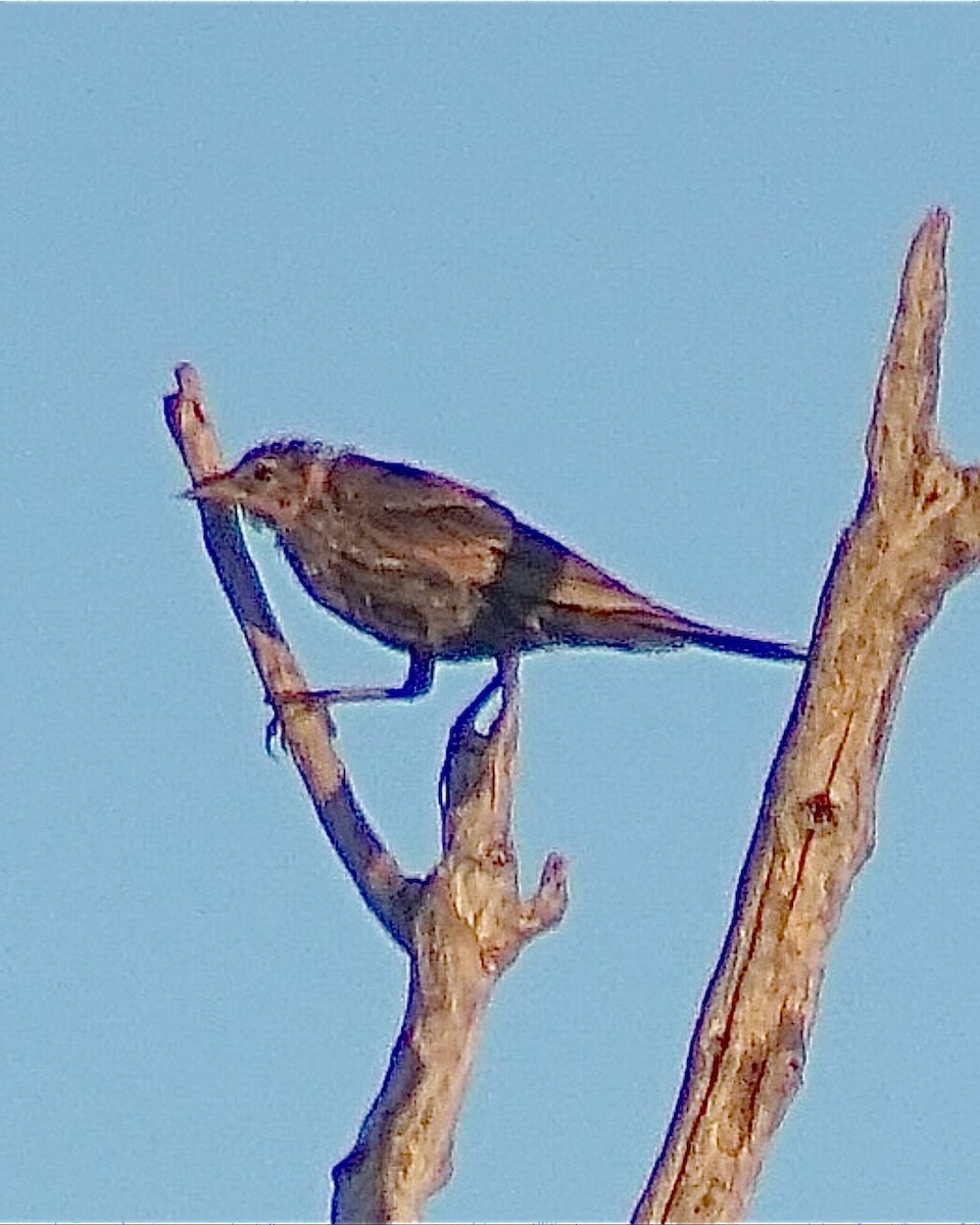 Icteridae sp. - ML639866227