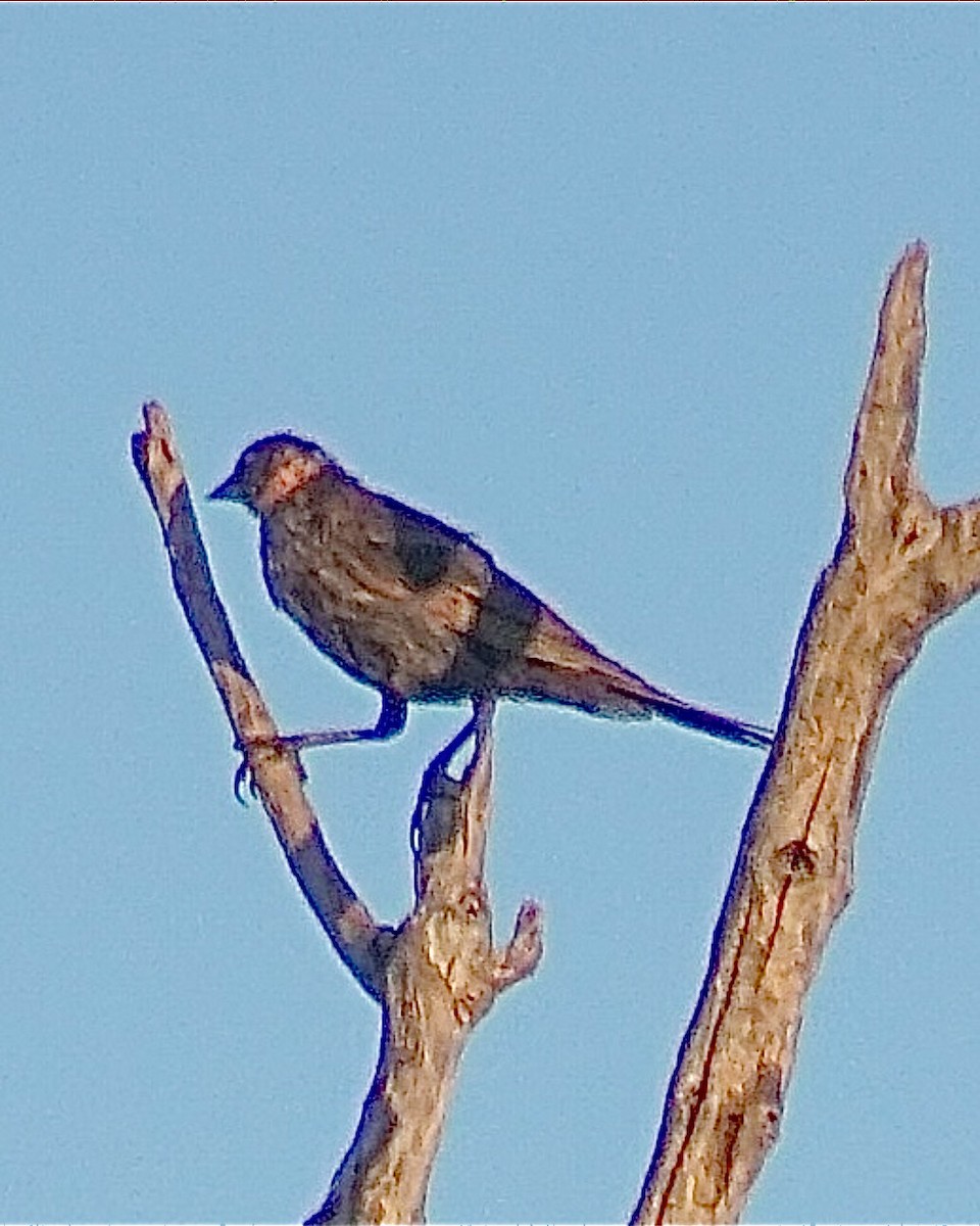 Icteridae sp. - ML639866228