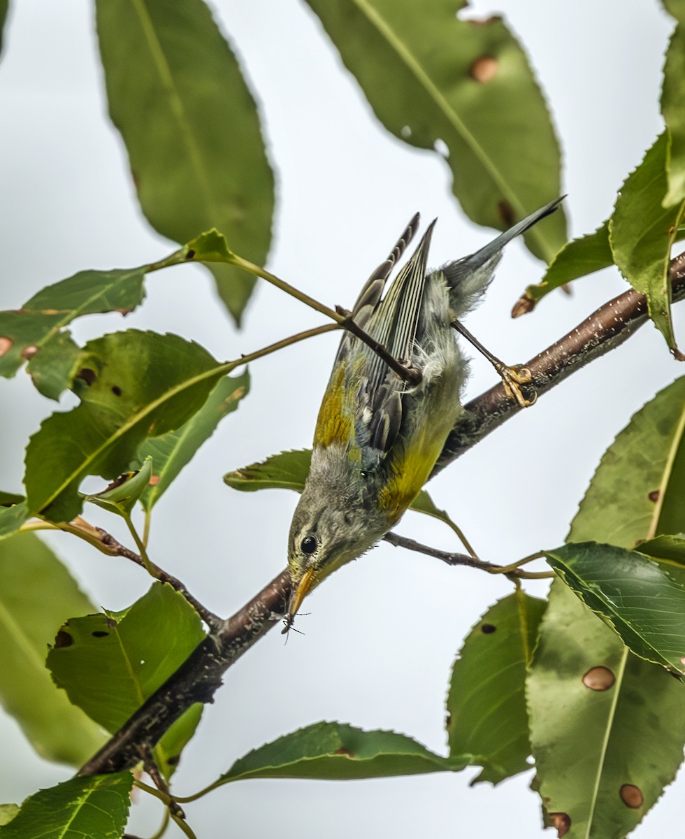 Northern Parula - ML639866234