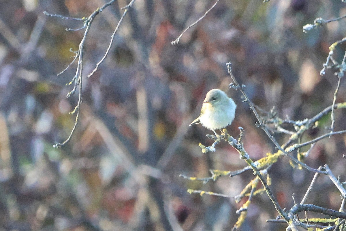 Common Chiffchaff - ML639866241