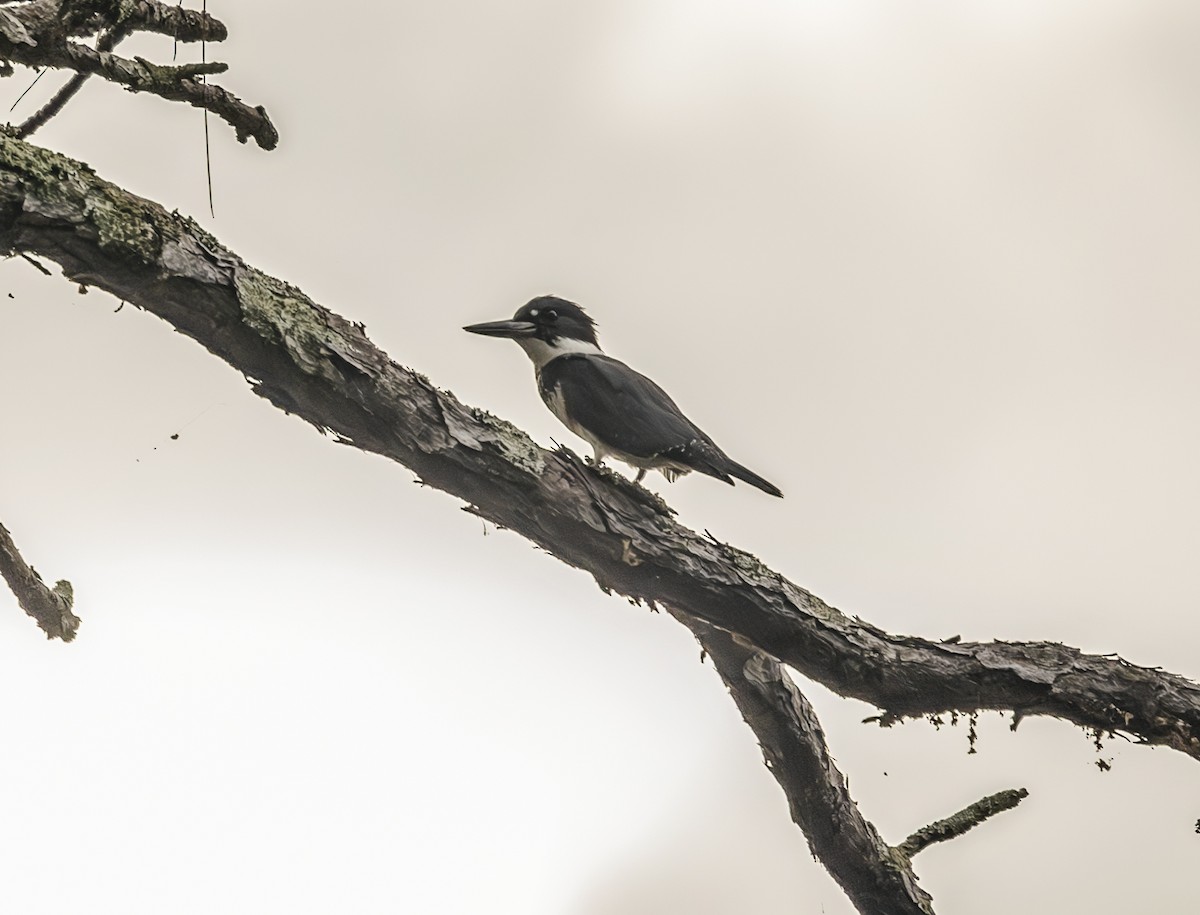 Belted Kingfisher - ML639866247