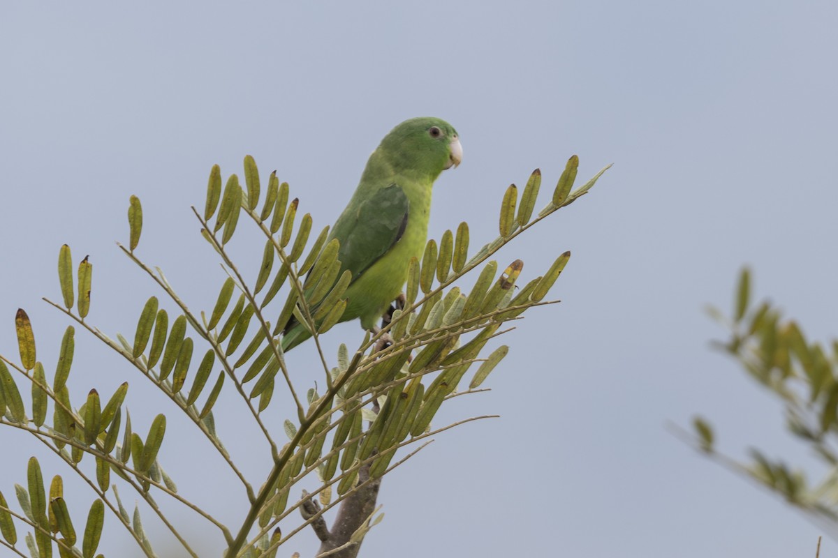 Riparian Parrotlet - ML639866283