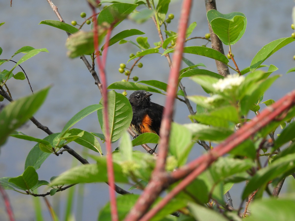 American Redstart - ML639866320