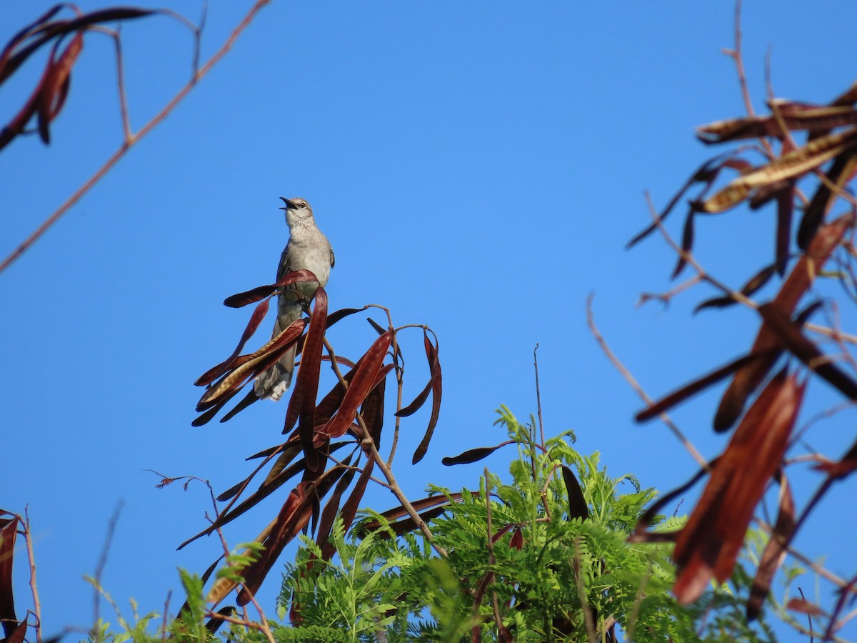 bahamasspottefugl - ML639866328
