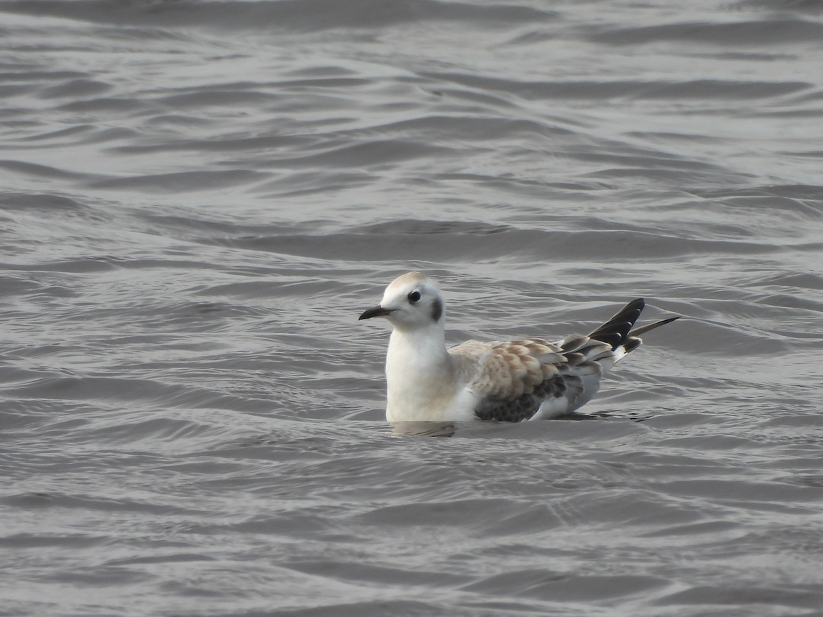 Bonaparte's Gull - ML639866334