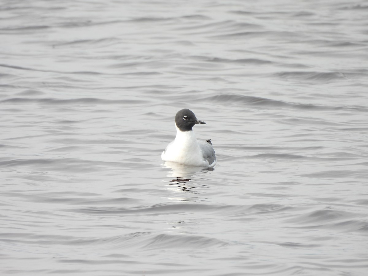 Bonaparte's Gull - ML639866335