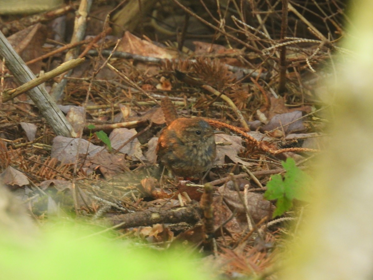 Winter Wren - ML639866396