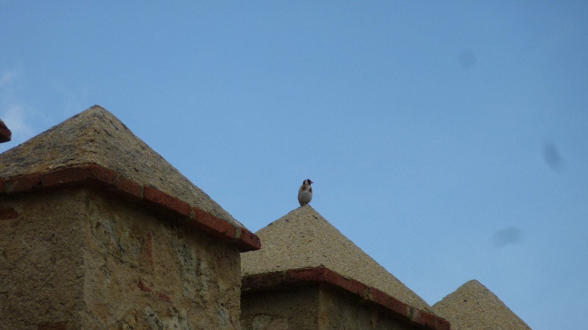 European Goldfinch - ML639866433