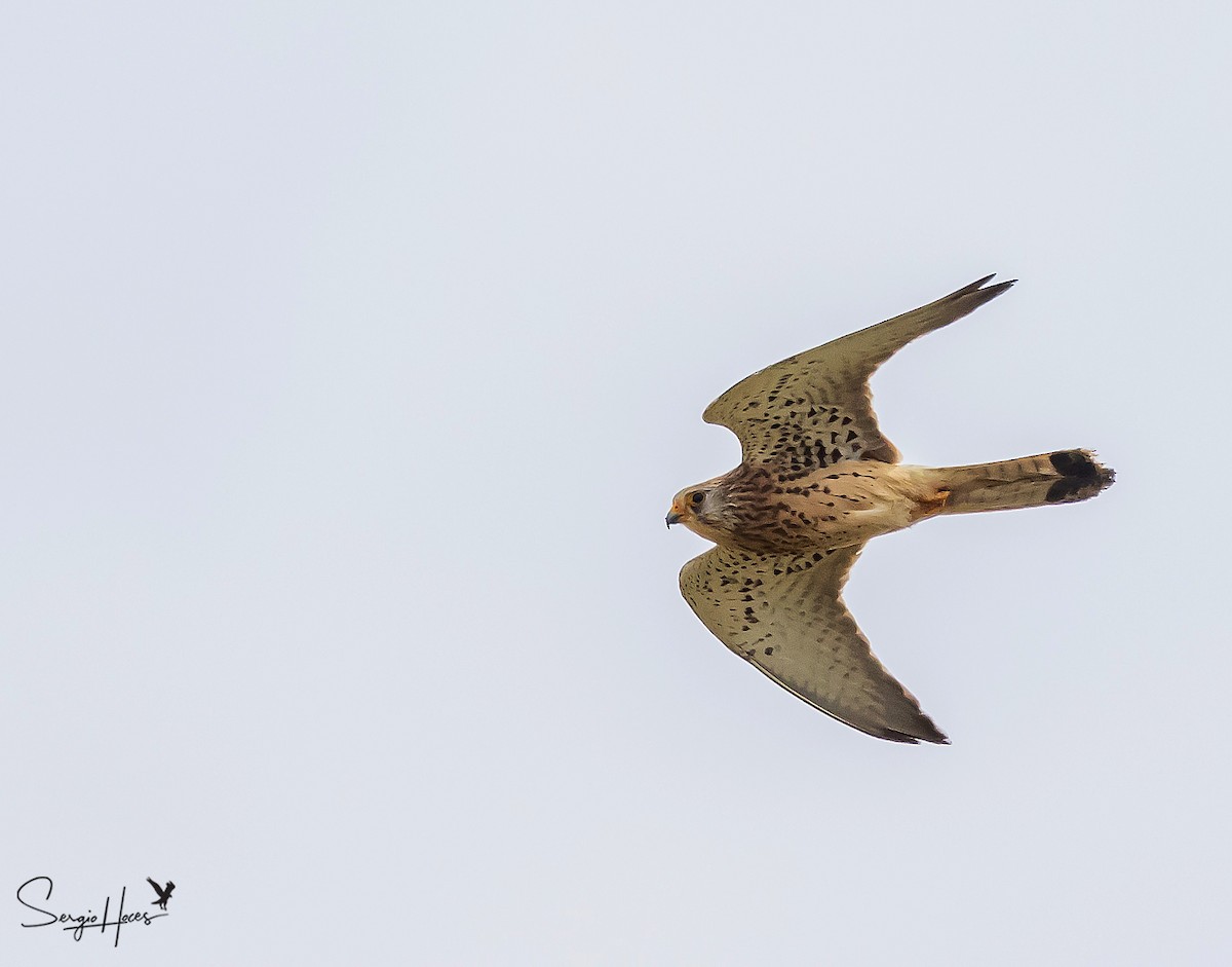 Lesser Kestrel - ML639866445