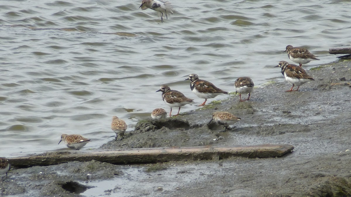 Ruddy Turnstone - ML639866514