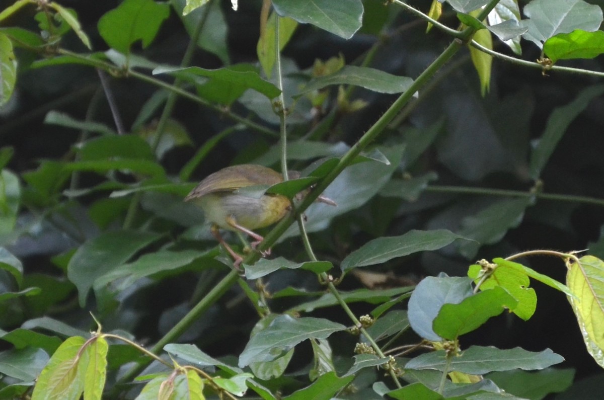 Yellow-crowned Gonolek - ML639866515