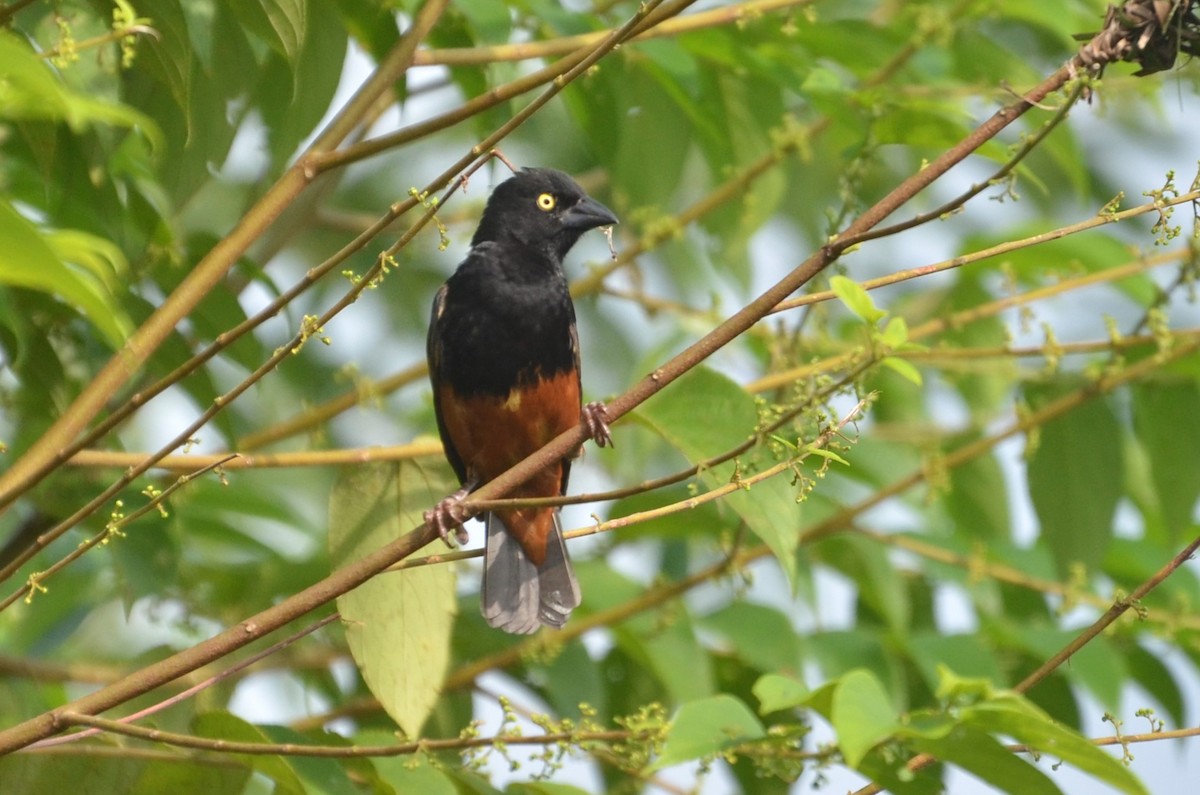 Chestnut-and-black Weaver - ML639866523