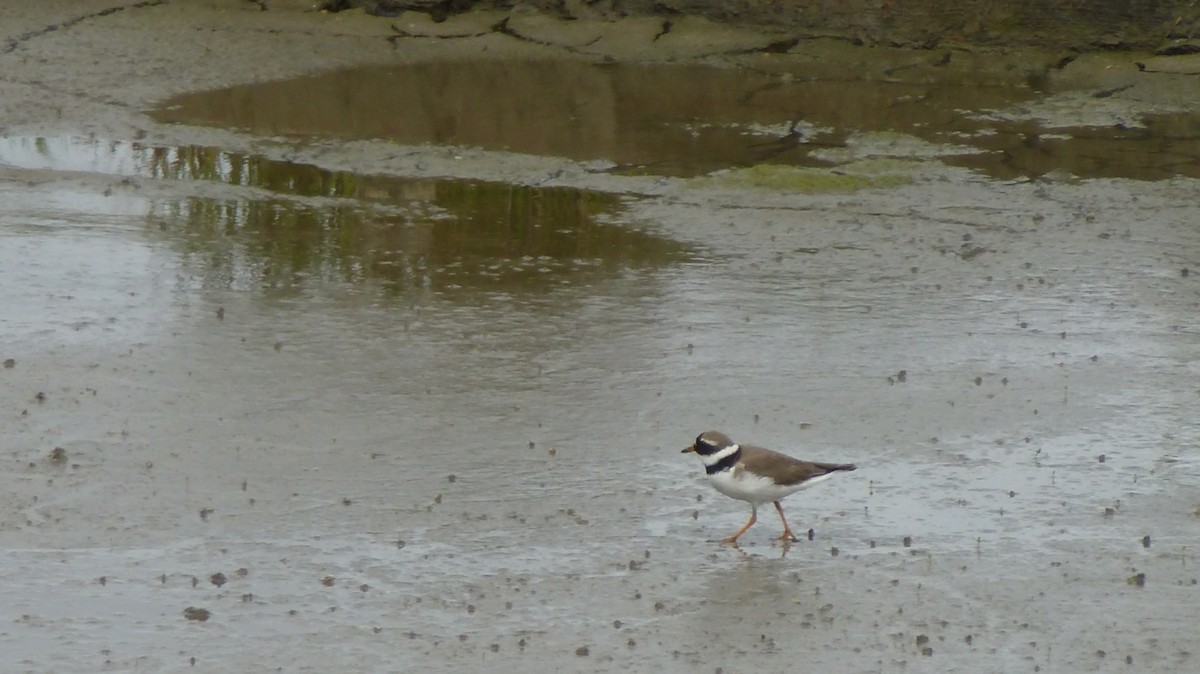 Common Ringed Plover - ML639866538