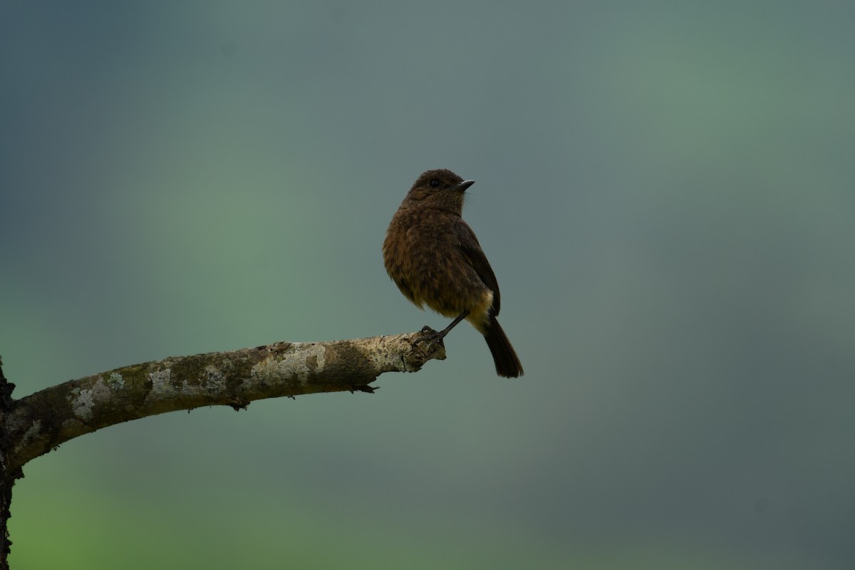 Pied Bushchat - ML639866550