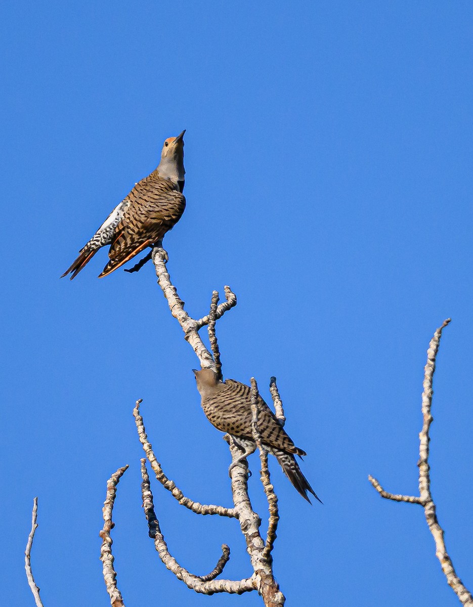 Carpintero Escapulario - ML639866581