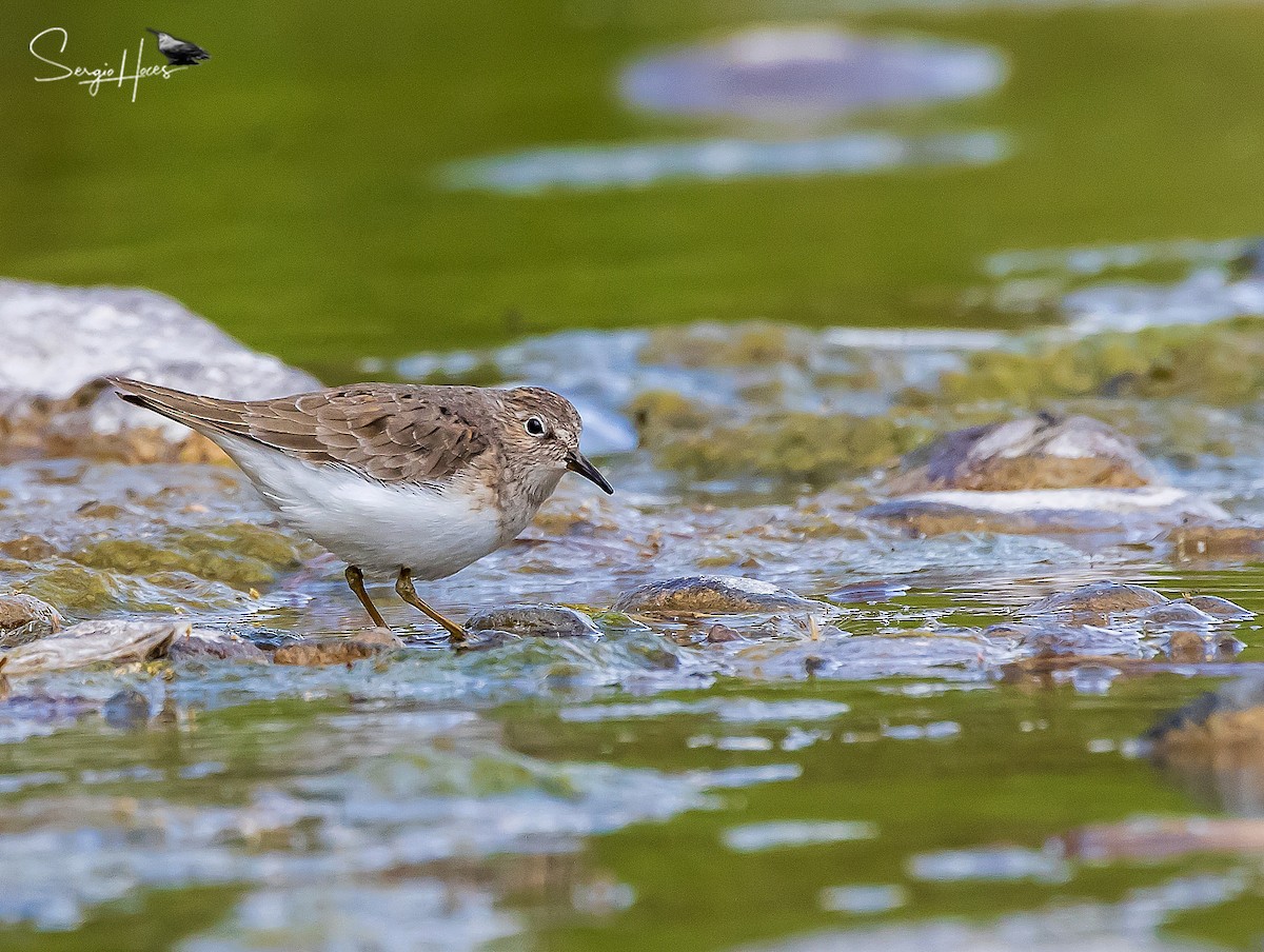 Temminck's Stint - ML639866606