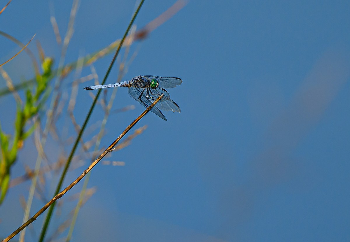 Blue-eyed Darner - ML639866698
