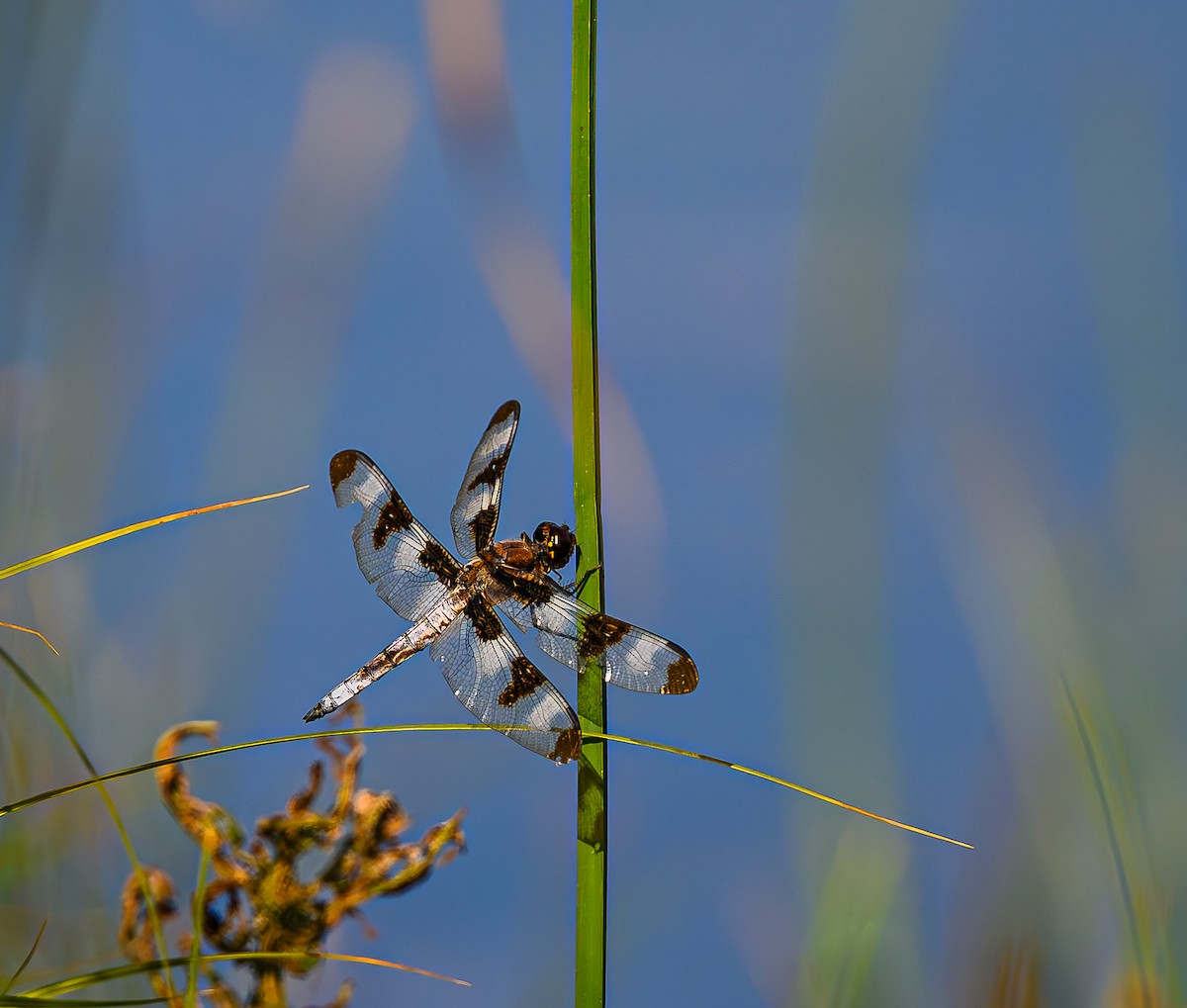 Eight-spotted Skimmer - ML639866699