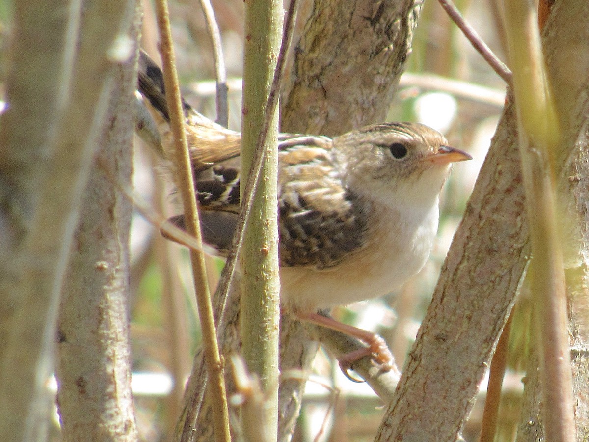 Sedge Wren - ML639866812