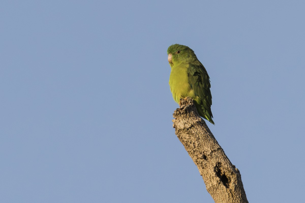 Riparian Parrotlet - ML639866819