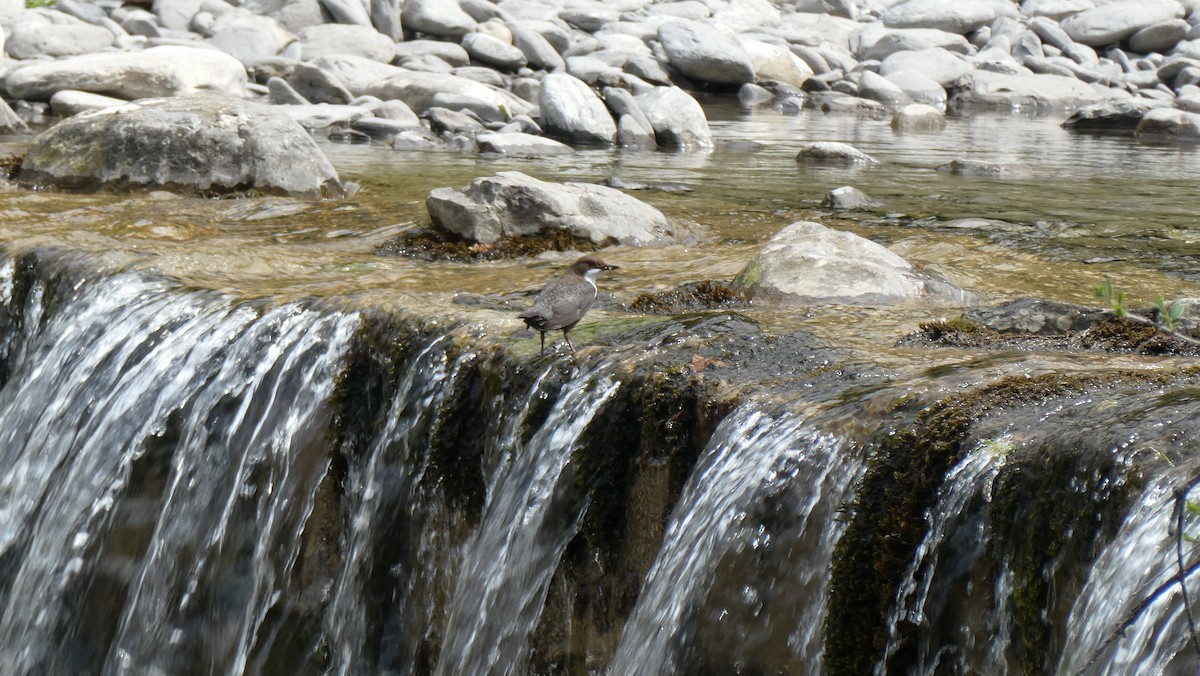 White-throated Dipper - ML639866832