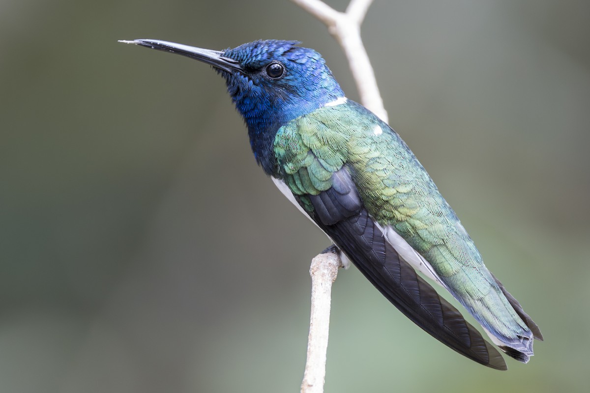 White-necked Jacobin - ML639866884