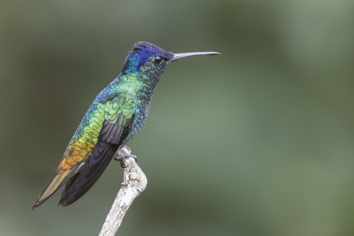 Golden-tailed Sapphire - ML639866888