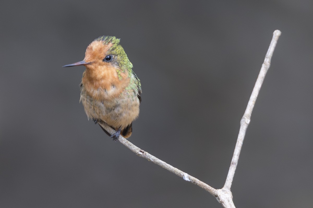 Rufous-crested Coquette - ML639866889
