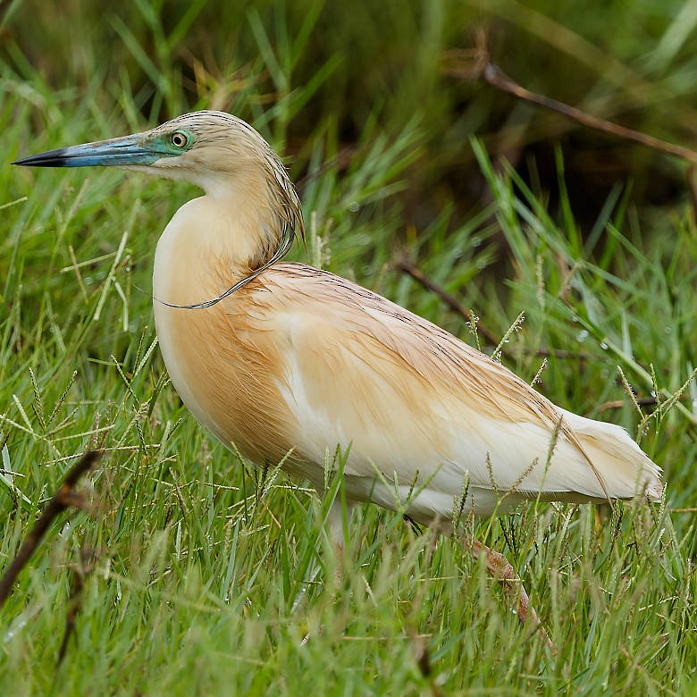 Squacco Heron - ML639866905