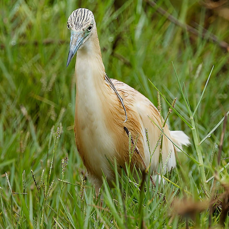 Squacco Heron - ML639866906