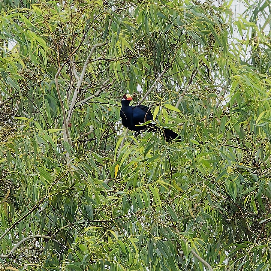 Turaco Violáceo - ML639866941