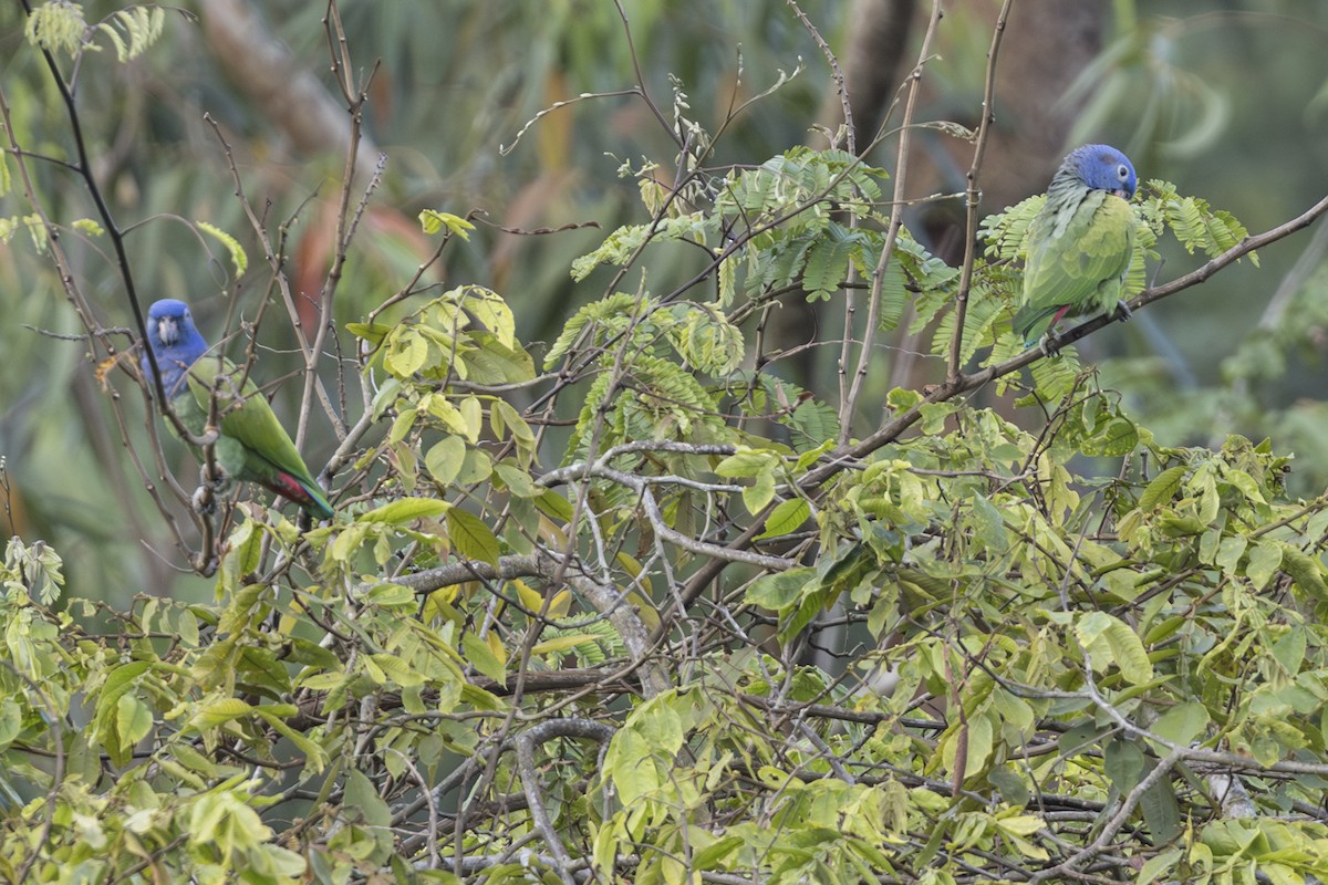 Blue-headed Parrot - ML639866976