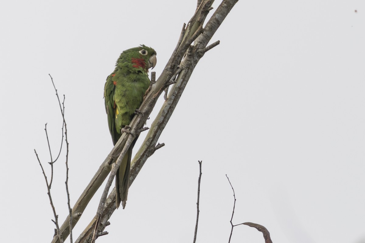 White-eyed Parakeet - ML639866977