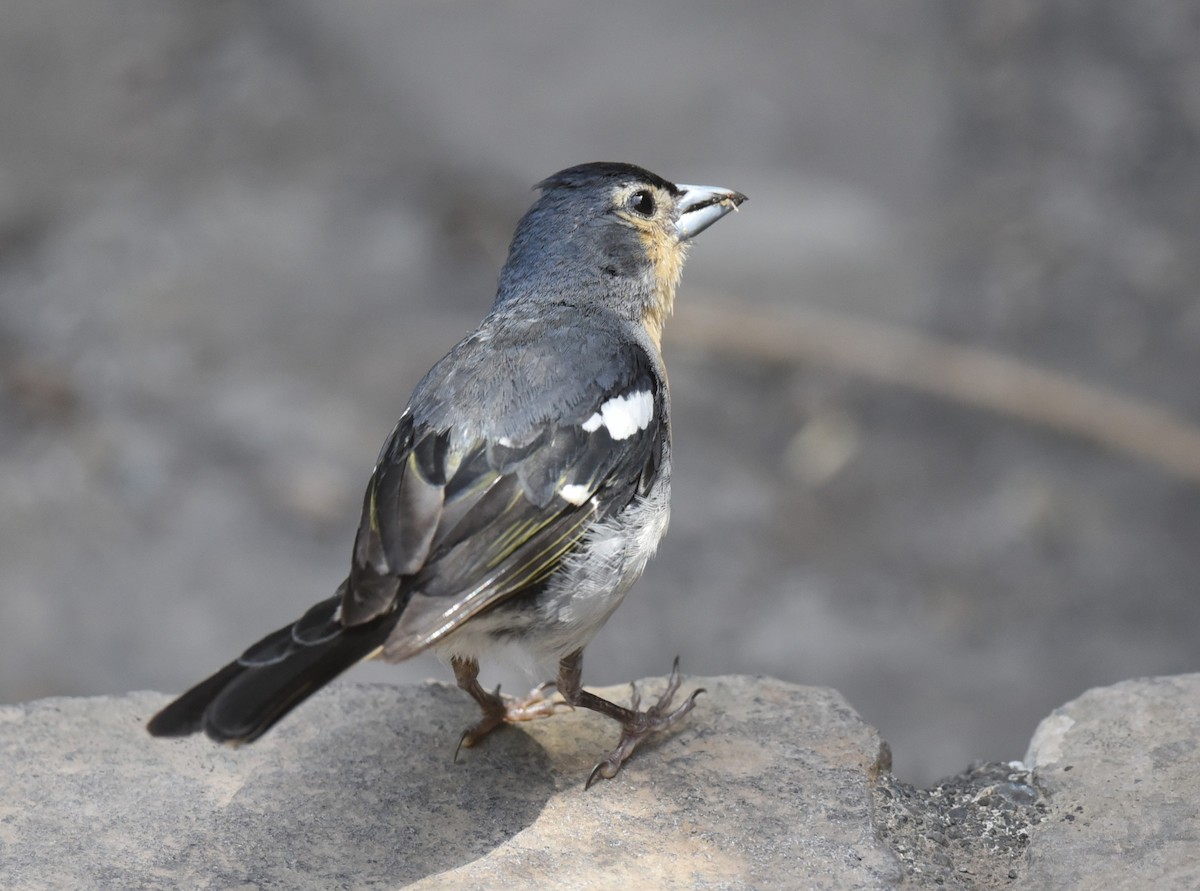 Canary Islands Chaffinch (Canary Is.) - ML639867007