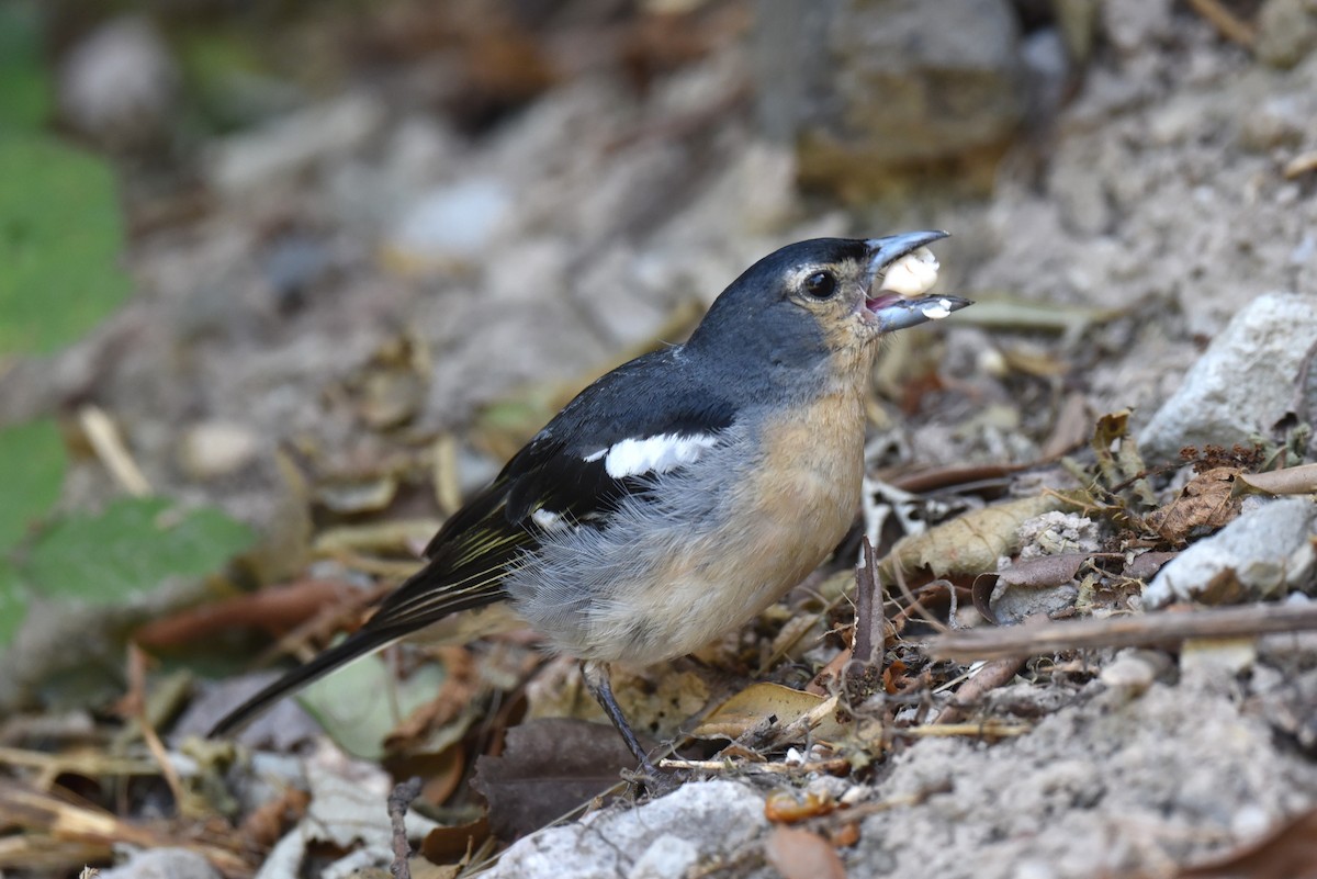 Canary Islands Chaffinch (Canary Is.) - ML639867010