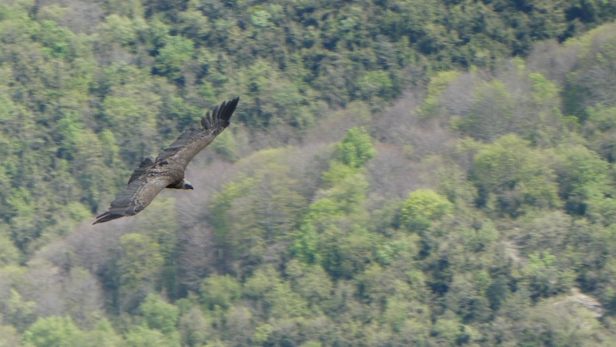 Eurasian Griffon - ML639867094