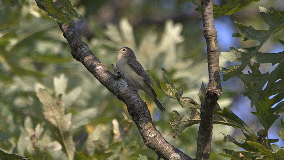 Warbling Vireo - ML639867198