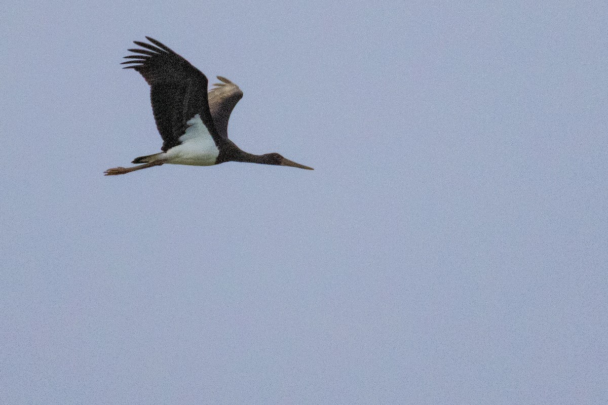 Black Stork - ML639867214