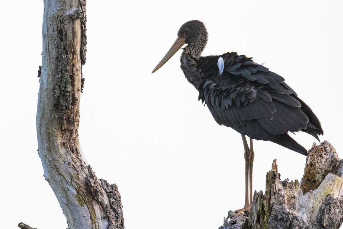 Black Stork - ML639867216