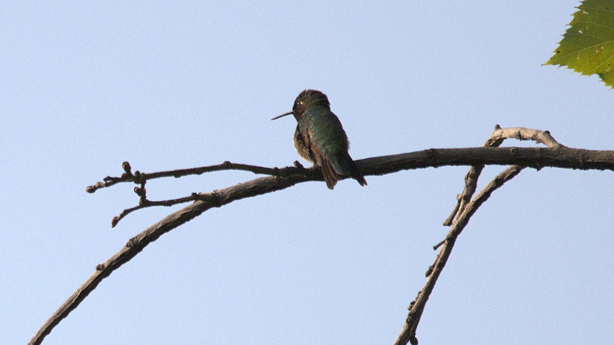 Ruby-throated Hummingbird - ML639867226