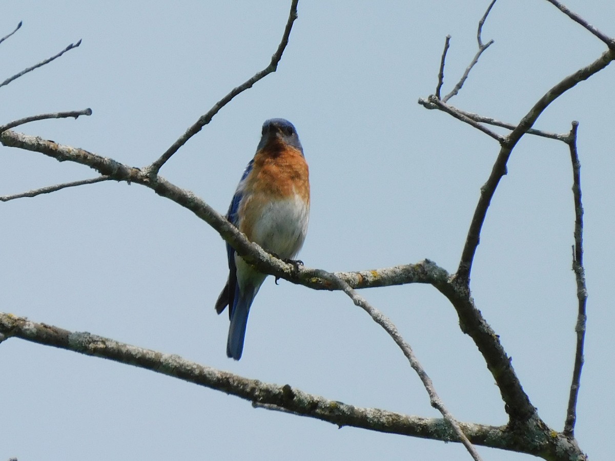 Eastern Bluebird - ML639867228