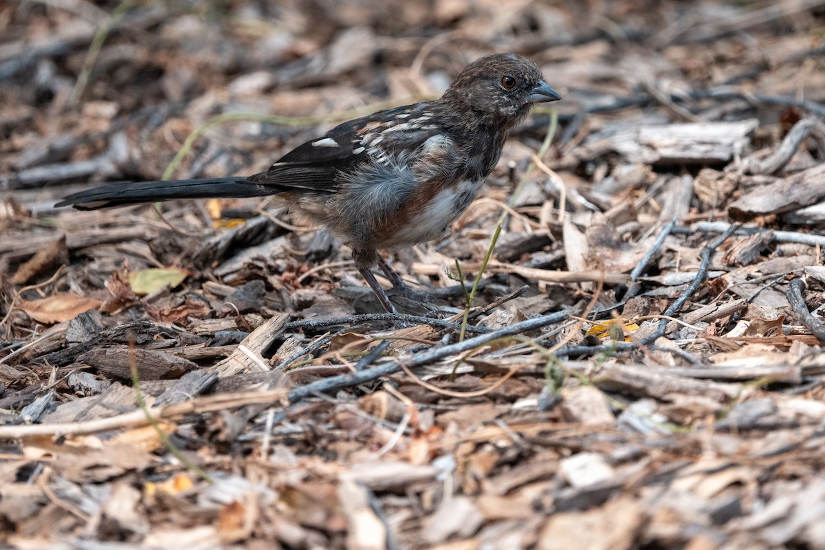 Spotted Towhee - ML639867229