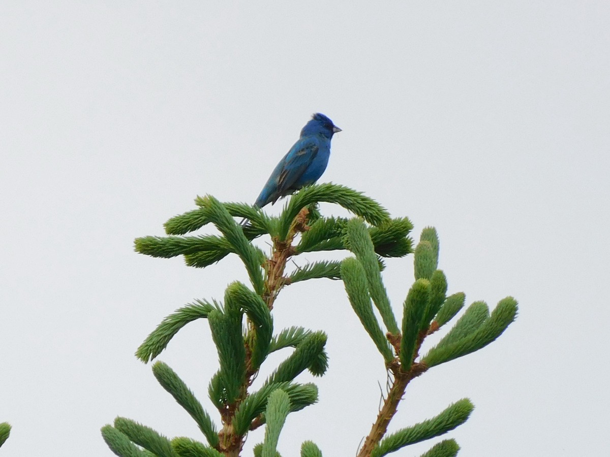 Indigo Bunting - ML639867232